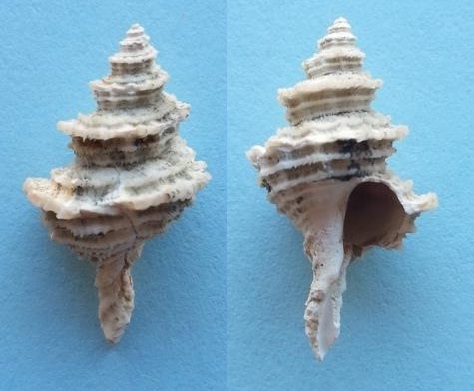 Coralliophila bracteata da confermare